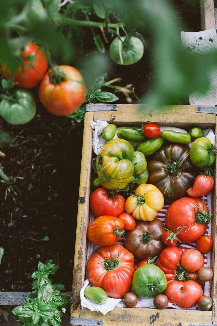 Nature's Basket: Seasonal Veggie and Herb Set